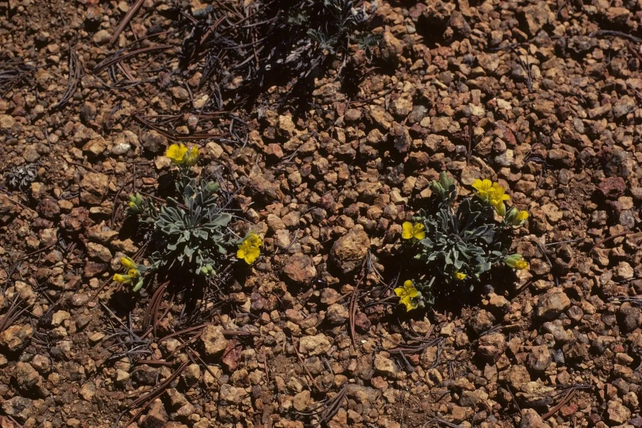 Hairy evening primrose (Oenothera villosa, Prodr. Pl. Cap.: 75 (1794))