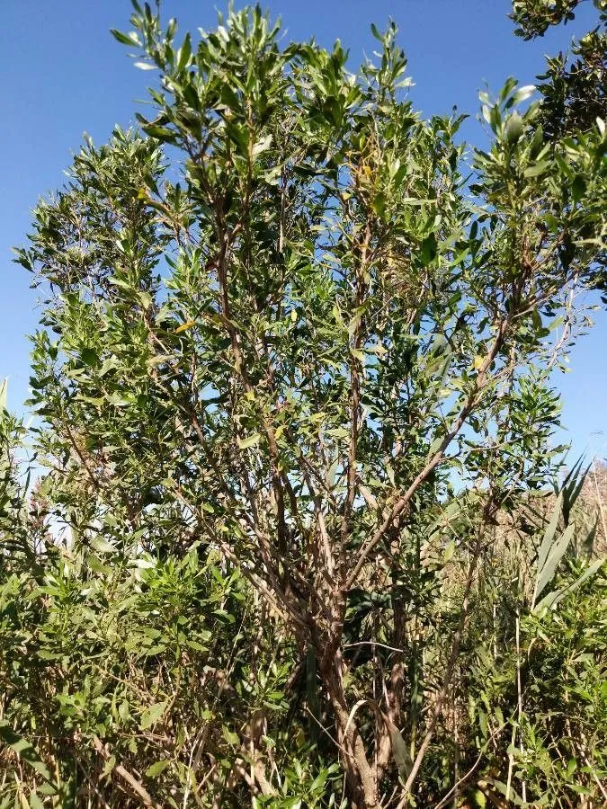 Groundselbush (Baccharis halimifolia, Sp. Pl.: 860 (1753))