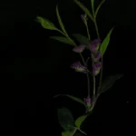 Polygalaceae