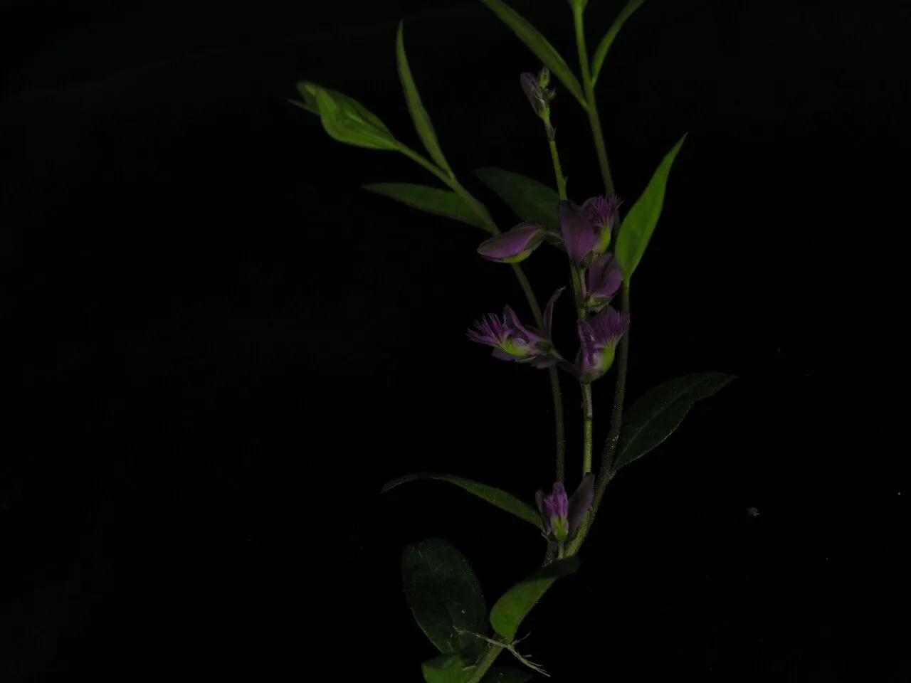 Siberian polygala (Polygala sibirica, Sp. Pl.: 702 (1753))