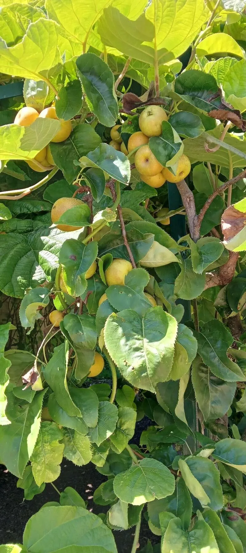 Chinese pear (Pyrus pyrifolia, Bot. Mag. (Tokyo) 40: 564 (1926))