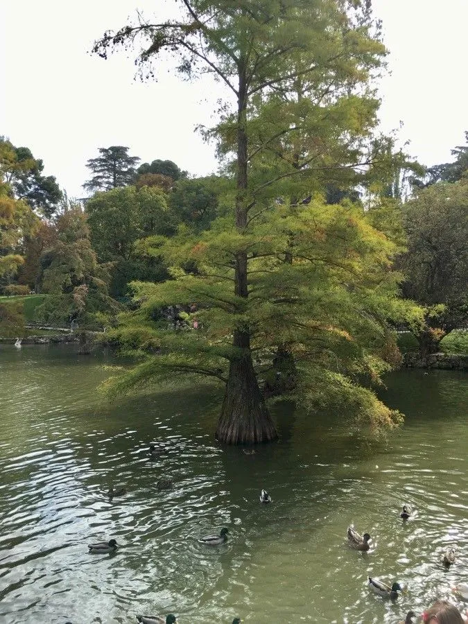 Bald-cypress (Taxodium distichum, Ann. Mus. Hist. Nat. 16: 298 (1810))