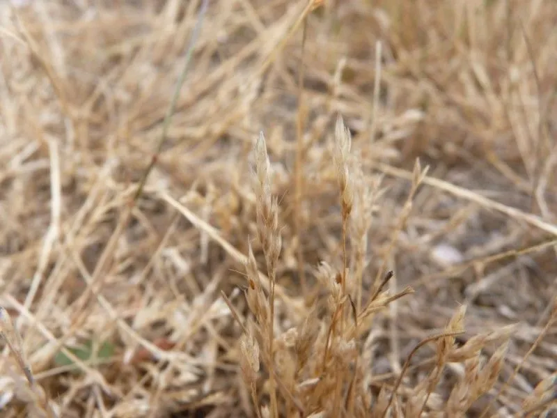 Early hair grass (Aira praecox, Sp. Pl.: 65 (1753))