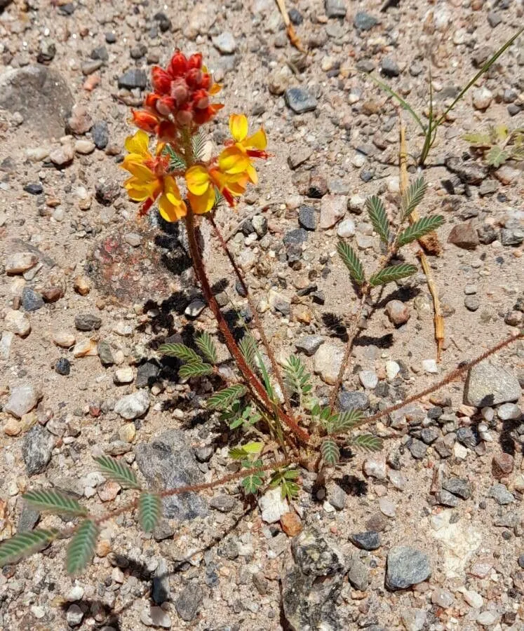 Pignut (Hoffmannseggia glauca, Sida 5: 43 (1972))