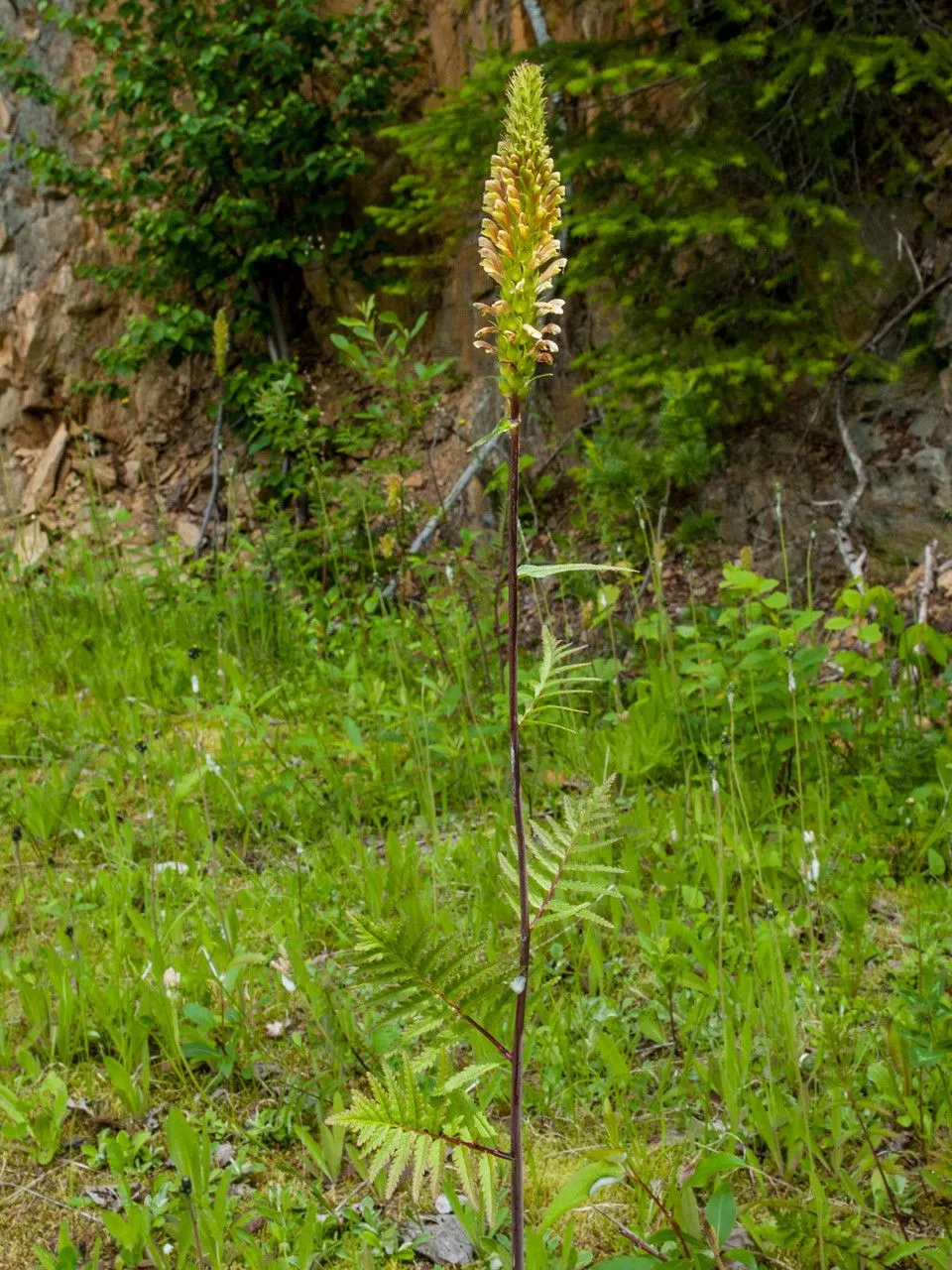 Bracteate lousewort (Pedicularis bracteosa, W.J.Hooker, Fl. Bor.-Amer. 2: 110 (1838))