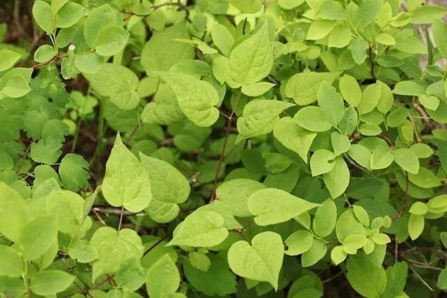 Purple clematis (Clematis occidentalis, Prodr. 1: 10 (1824))