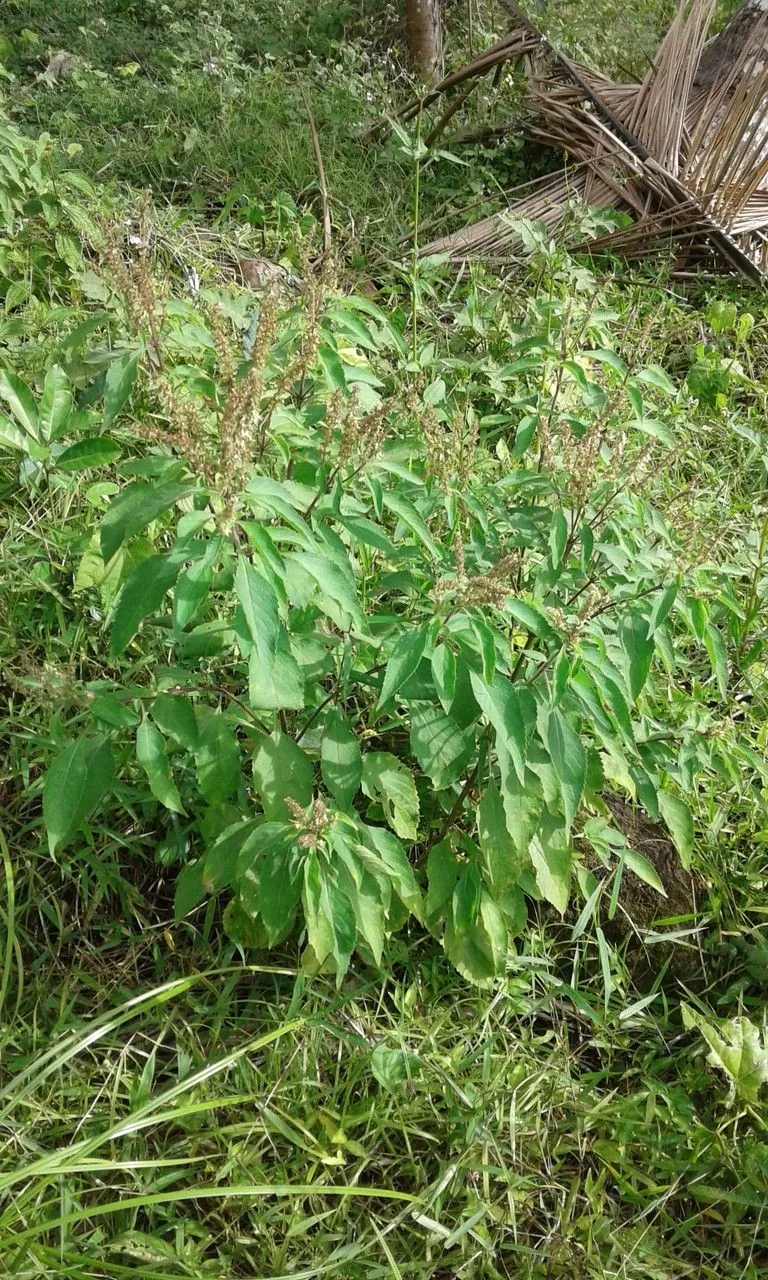 African basil (Ocimum gratissimum, Sp. Pl.: 1197 (1753))