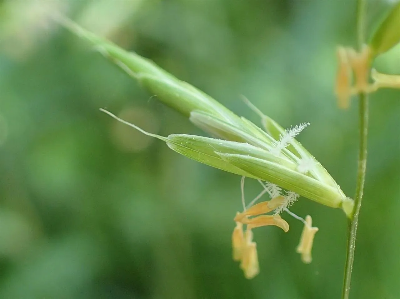 Heath false brome (Brachypodium pinnatum, Ess. Agrostogr.: 101, 155 (1812))