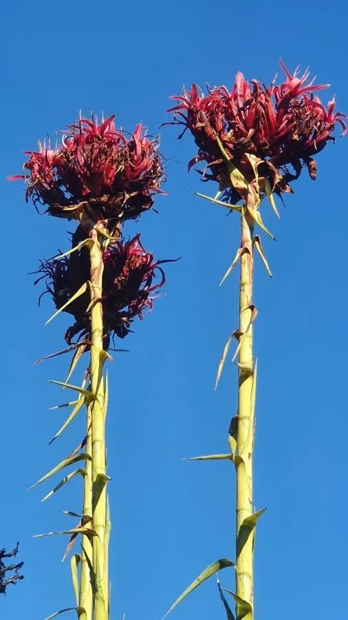 Gymea lily (Doryanthes excelsa, Trans. Linn. Soc. London 6: 213 (1802))