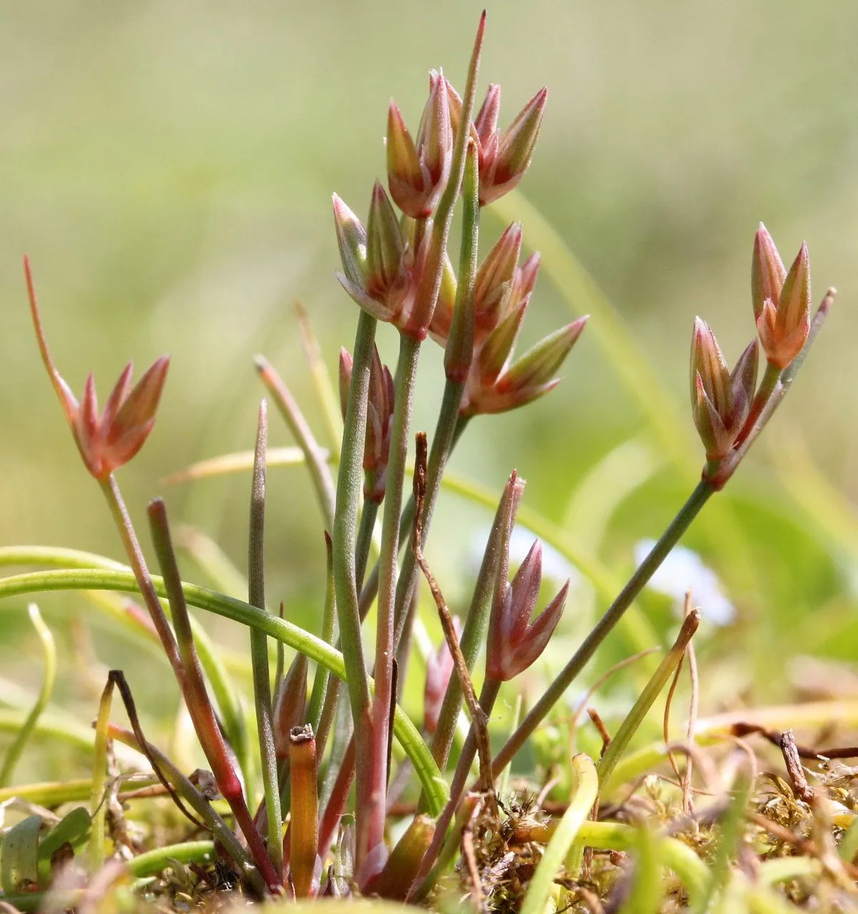 Pygmy rush (Juncus pygmaeus, Fl. Env. Paris, ed. 2: 178 (1799))