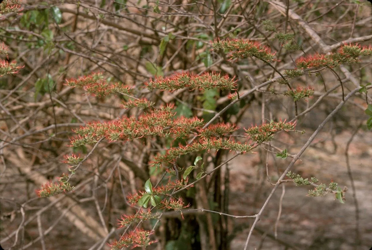 Fire vine (Combretum paniculatum, Choix Pl.: t. 58 (1808))