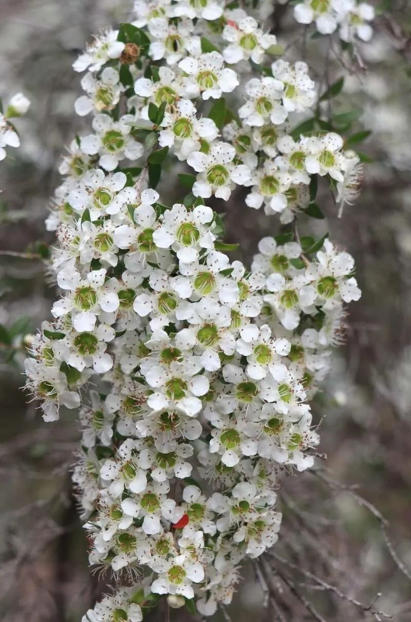 Australian wild may (Leptospermum polygalifolium, Prodr. stirp. Chap. Allerton 350. 1796)