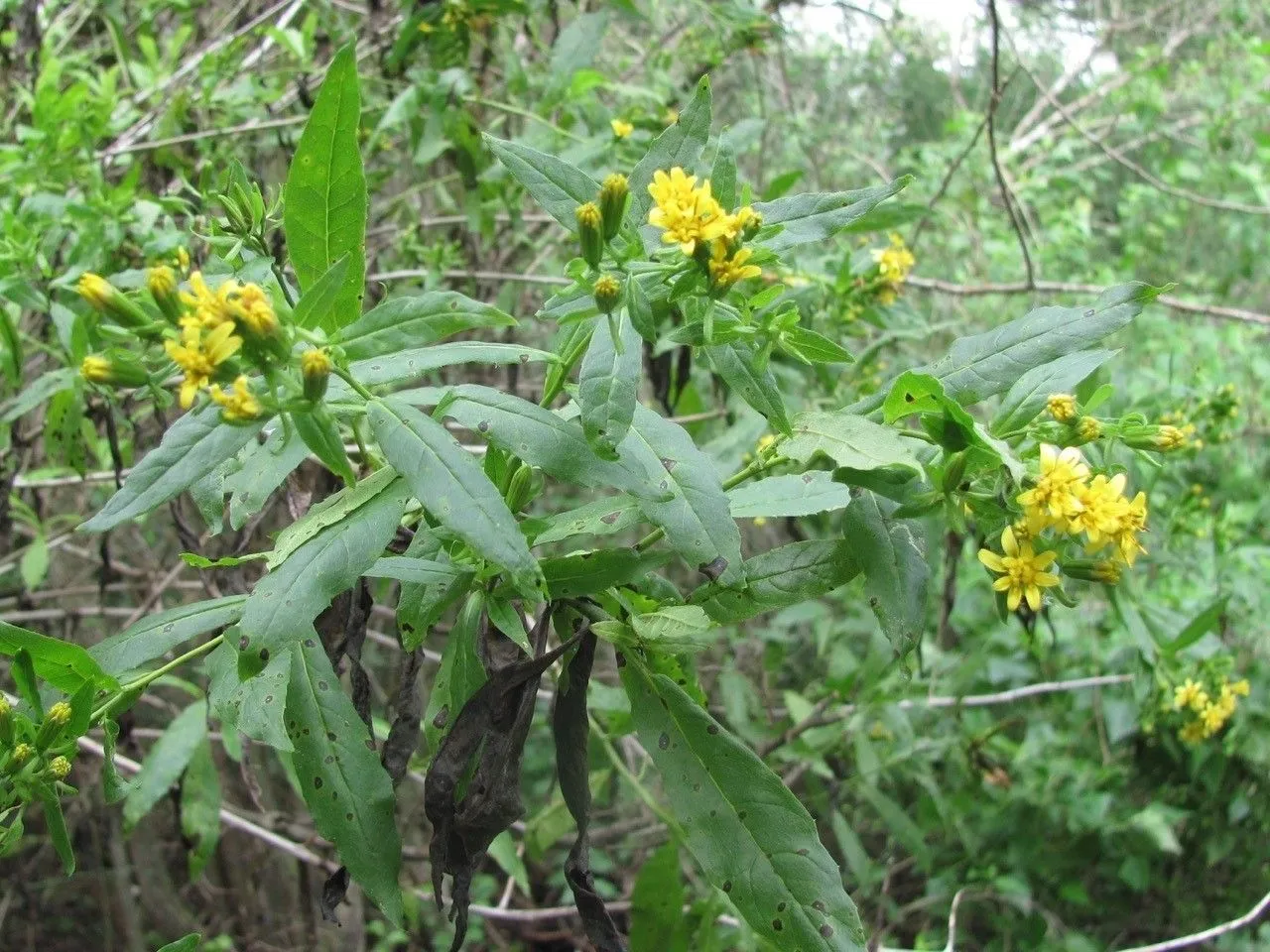 Tropical threefold (Trixis inula, Inst. Rei Herb. 1: 329 (1766))