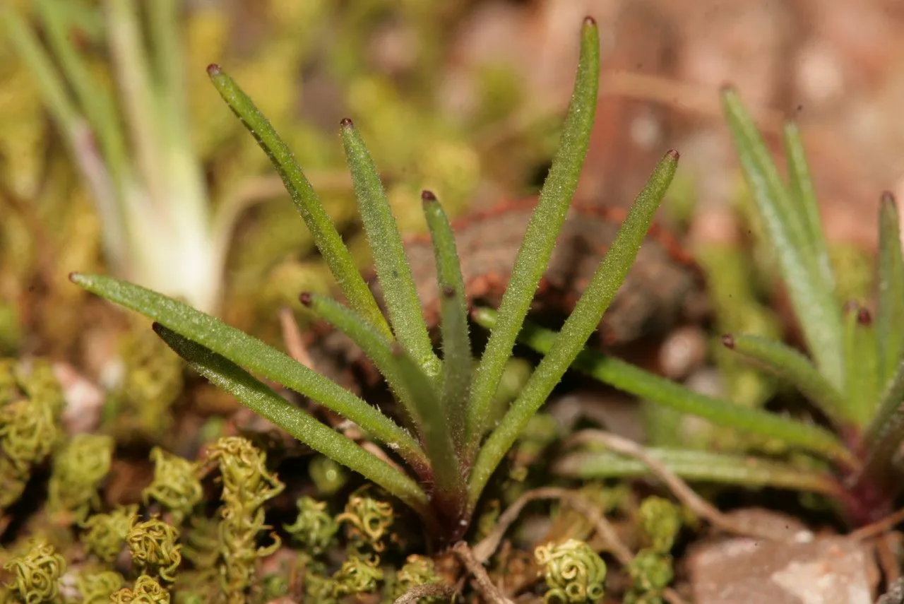 African plantain (Plantago afra, Sp. pl. ed. 2, 1:167. 1762)