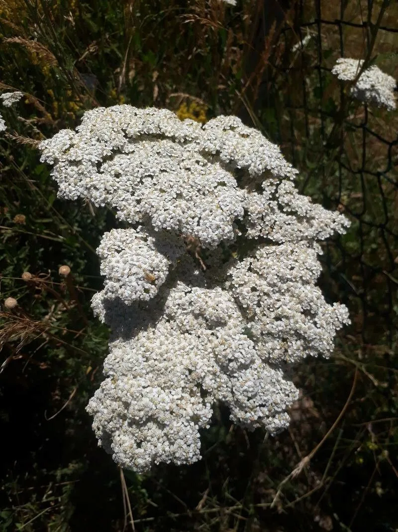 Ligurian yarrow (Achillea ligustica, Auct. Syn. Meth. Stirp. Hort. Regii Taur.: 17 (1773))