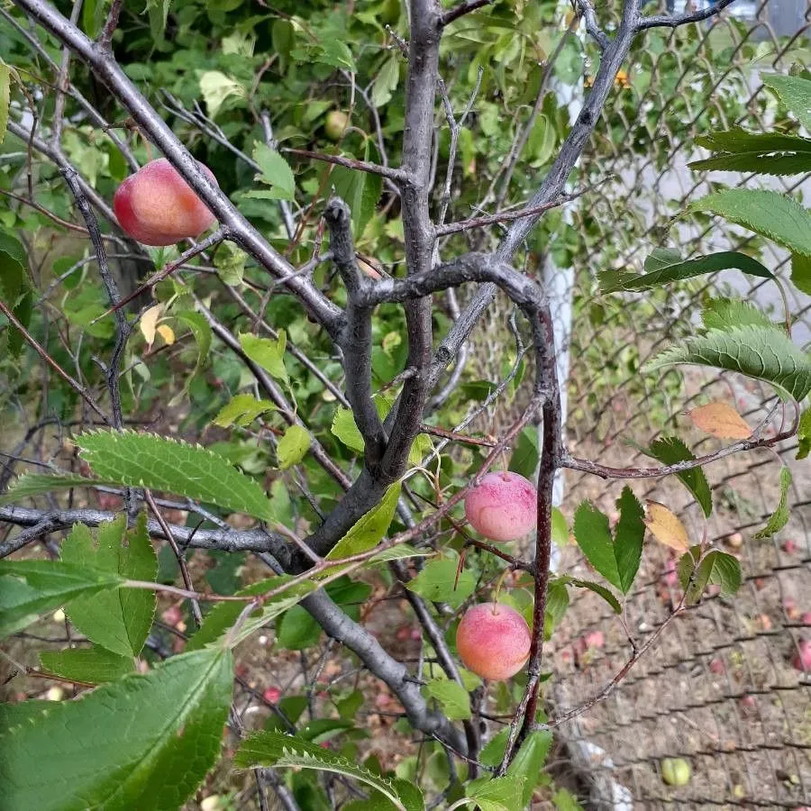 Goose plum (Prunus americana, Arbust. Amer.: 111 (1785))