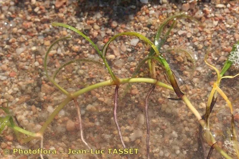 Slender seagrass (Cymodocea nodosa, Sitzungsber. Ges. Naturf. Freunde Berlin 1869: 4 (1869))