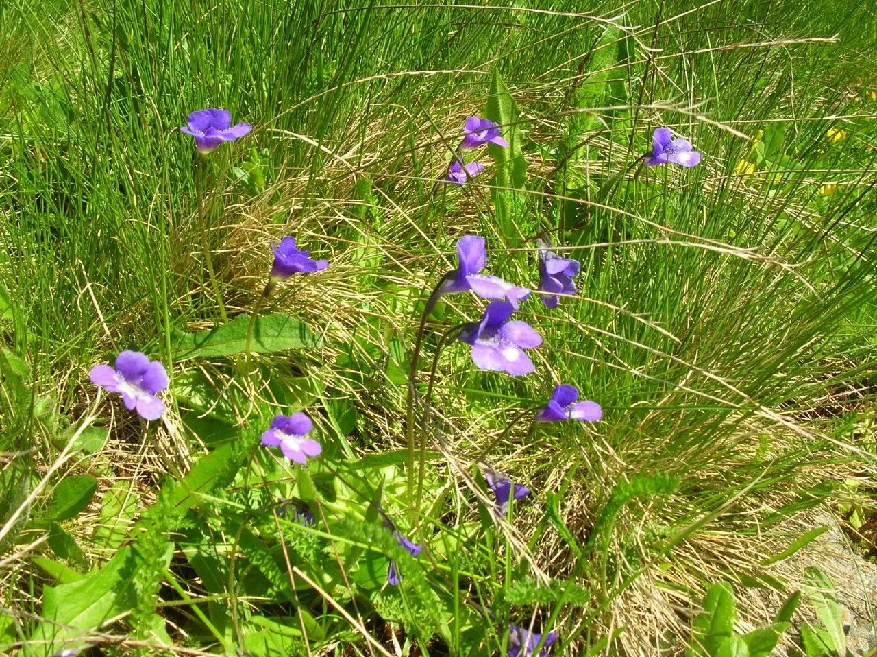 Hairy-spurred butterwort (Pinguicula leptoceras, Iconogr. Bot. Pl. Crit. 1: 69 (1823))