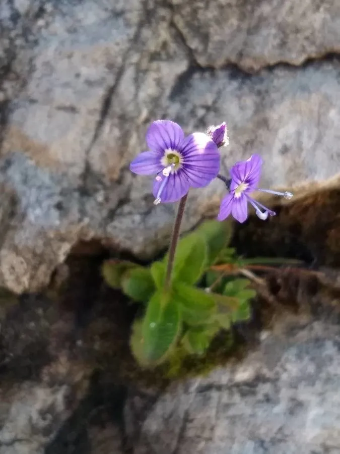 Blattloser ehrenpreis (Veronica aphylla, Sp. Pl.: 11 (1753))