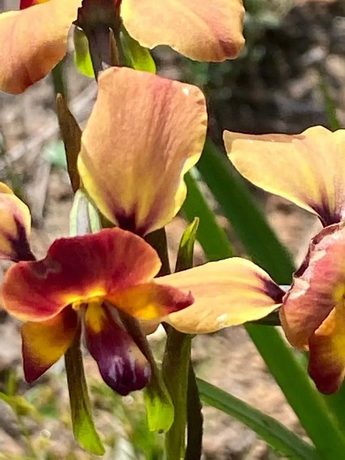 Wallflower orchid (Diuris orientis, Austral. Orchid Res. 3: 77 (1998))