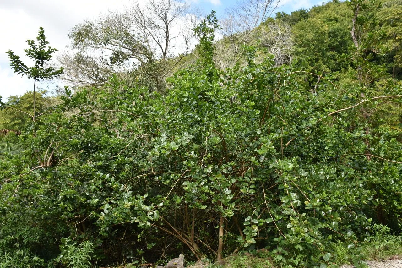 Bastard guelder (Premna serratifolia, Mant. Pl. 2: 253 (1771))