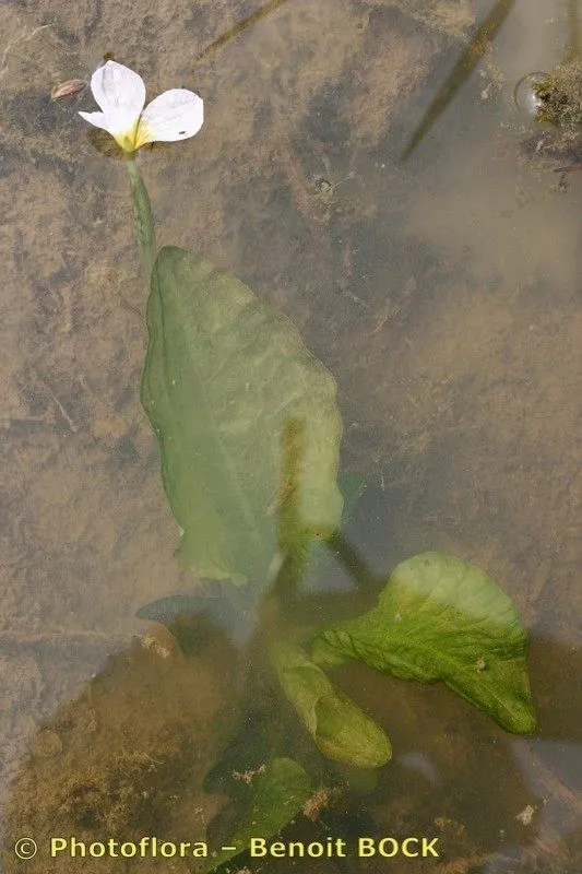 Duck-lettuce (Ottelia alismoides, Syn. Pl. 1: 400 (1805))