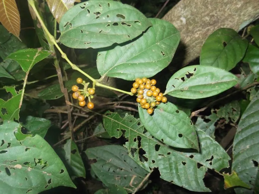 Pepper (Piper guineense, Beskr. Guin. Pl.: 19 (1827))