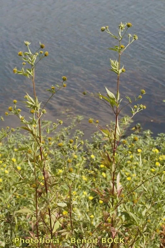 Tall beggar-ticks (Bidens vulgata, Pittonia 4(21): 72 (1899))