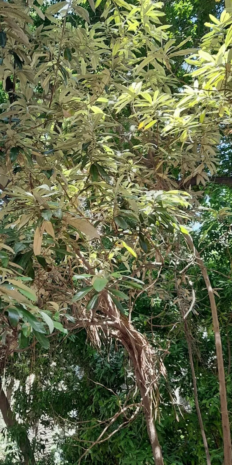 Blanket bush (Bedfordia arborescens, Candollea 5: 332 (1934))