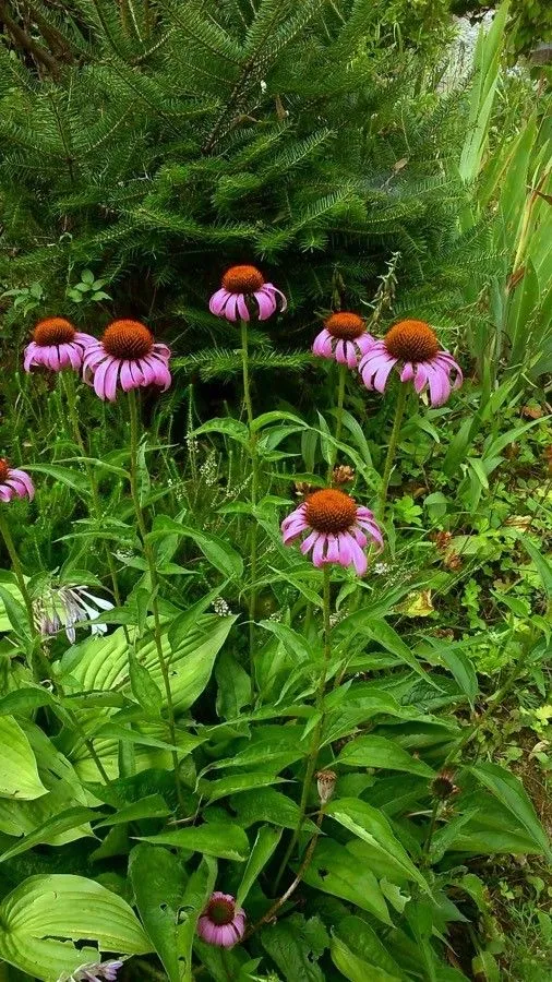 Black-sampson echinacea (Echinacea angustifolia, Prodr. 5: 554 (1836))