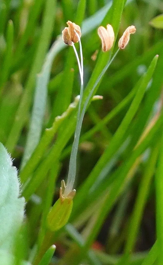 American shoreweed (Littorella uniflora, Fl. Brandenburg 1: 544 (1864))