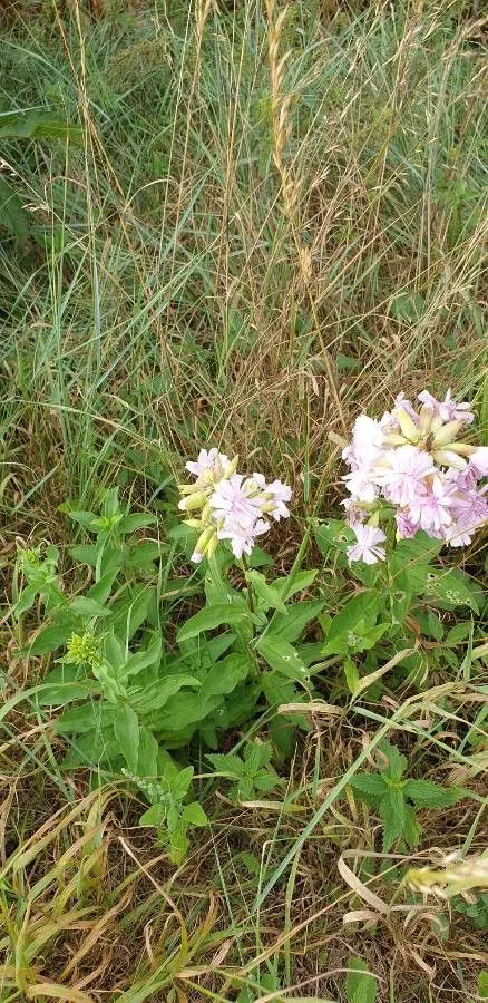 Bouncing-bet (Saponaria officinalis, Sp. Pl.: 408 (1753))