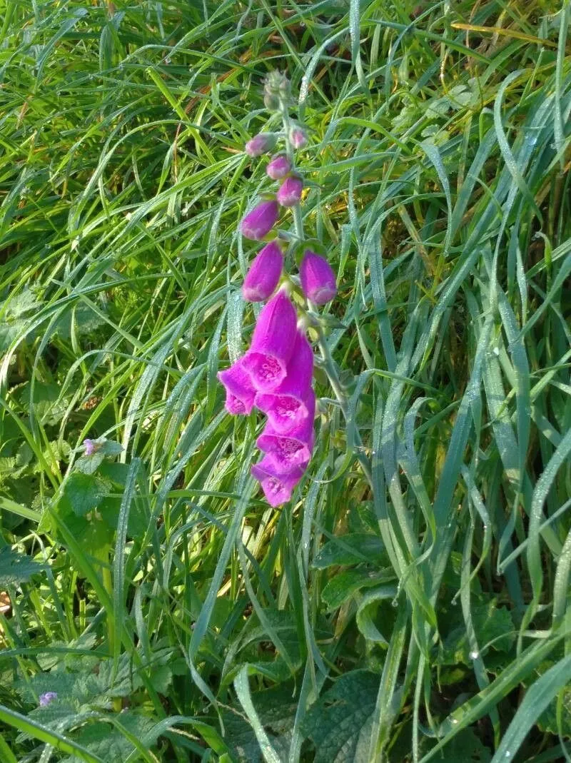 Spanish digitalis (Digitalis thapsi, Sp. Pl. ed. 2.: 867 (1763))