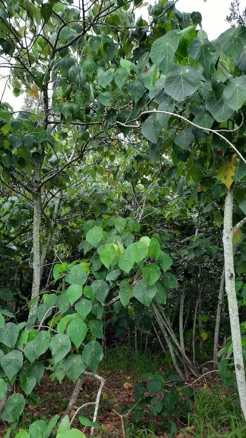 Parasol leaf tree (Macaranga tanarius, A.P.de Candolle, Prodr. 15(2): 997 (1866))