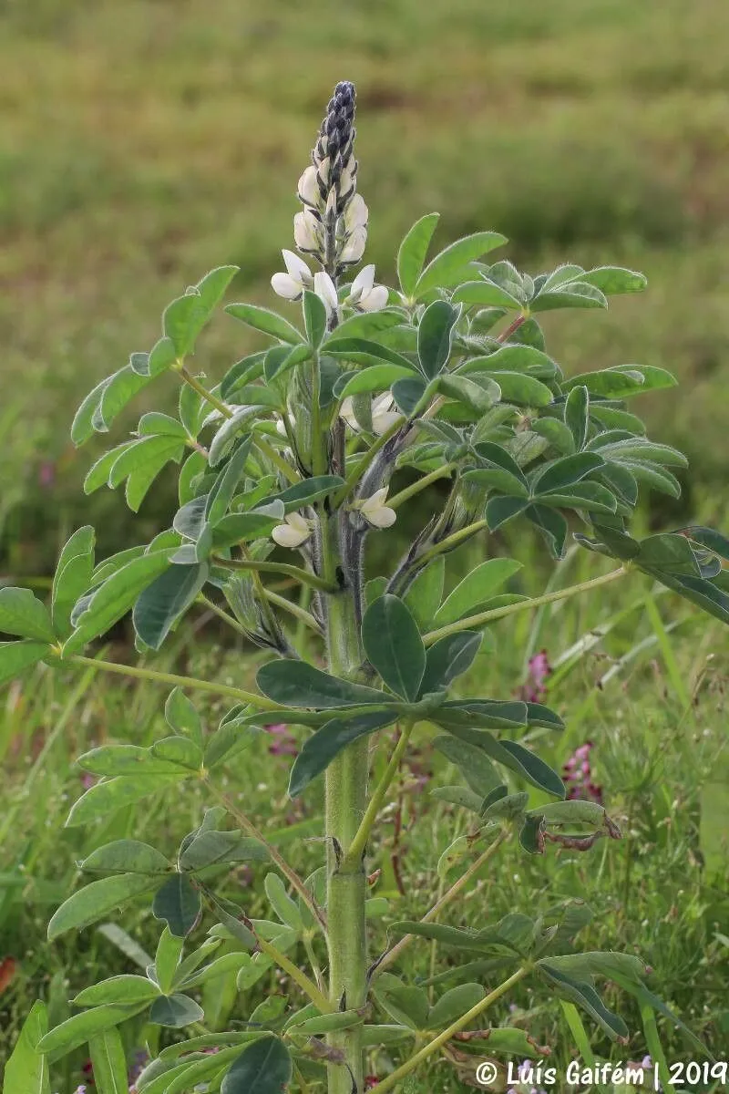 Mediterranean white lupin (Lupinus albus, Sp. Pl.: 721 (1753))