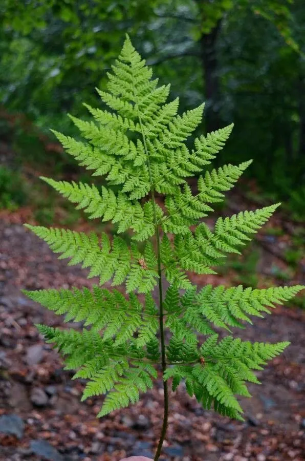 Northern buckler fern (Dryopteris expansa, Fern Gaz. 11: 338 (1977))