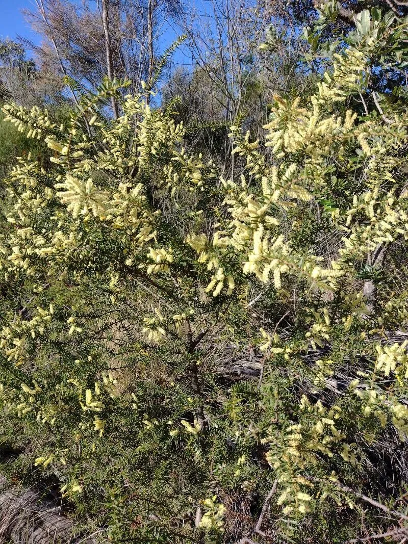 Spike wattle (Acacia oxycedrus, Prodr. 2: 453 (1825))