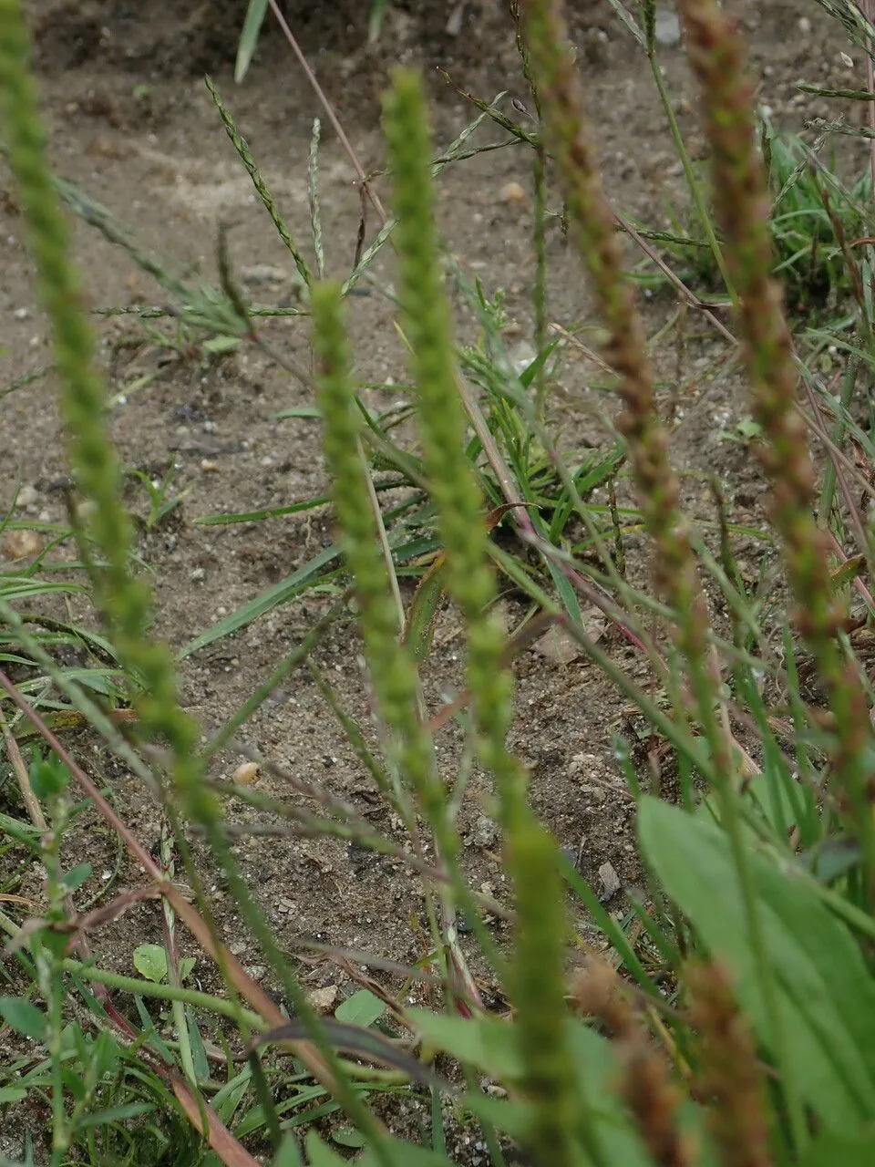 Depressed plantain (Plantago depressa, Enum. Pl. Hort. Berol., Suppl.: 8 (1814))