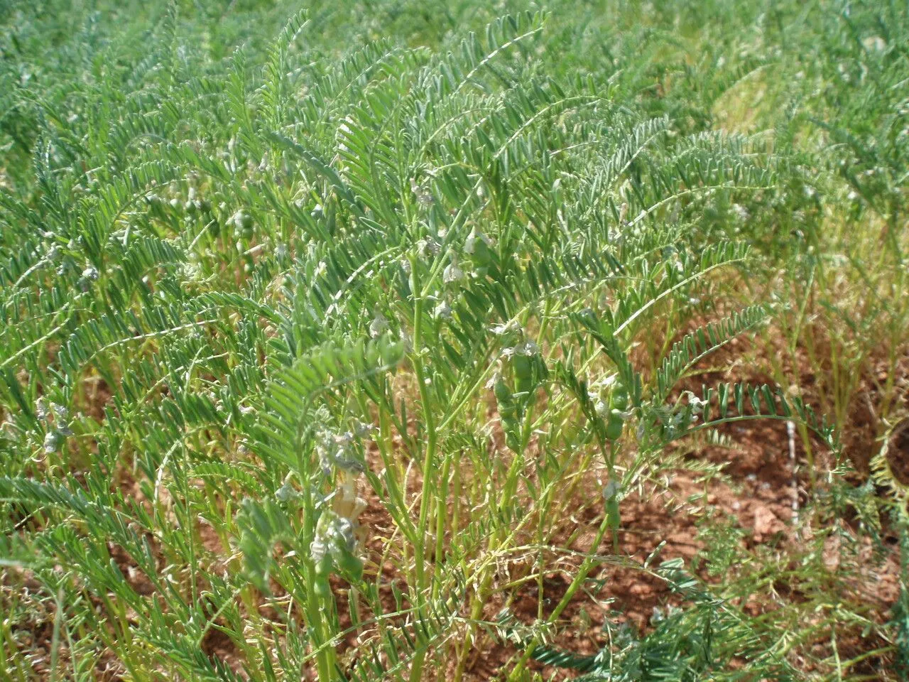 Bitter vetch (Vicia ervilia, Sp. Pl., ed. 4, 3: 1103 (1802))