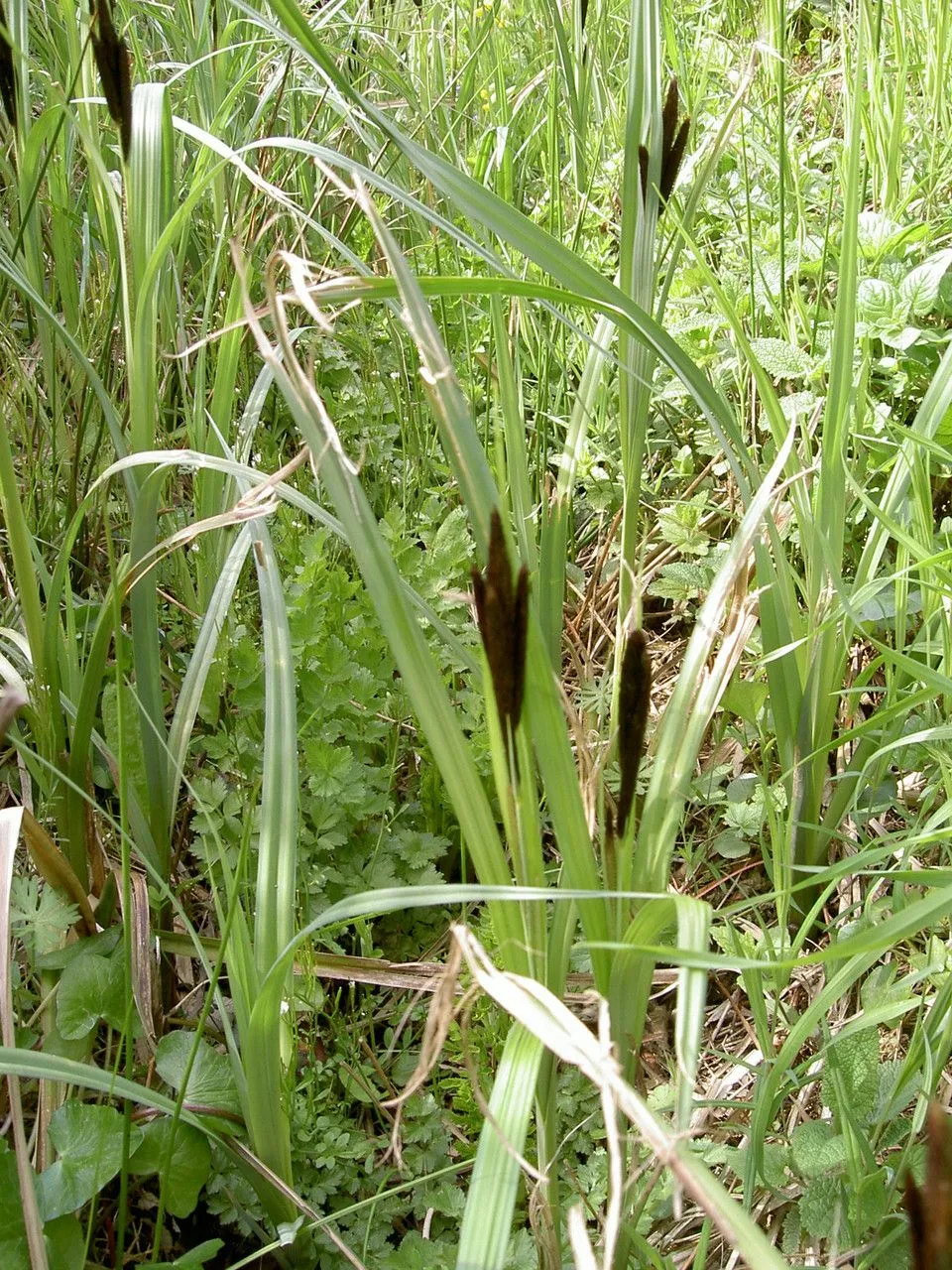 Slender tufted-sedge (Carex acuta, Sp. Pl.: 978 (1753))