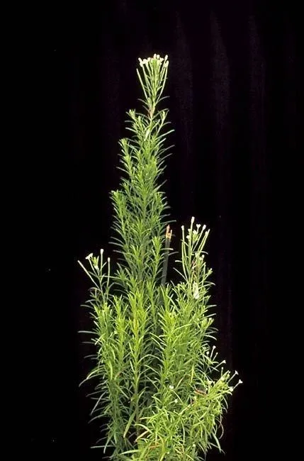 Bog willowherb (Epilobium leptophyllum, Précis Découv. Somiol.: 41 (1814))