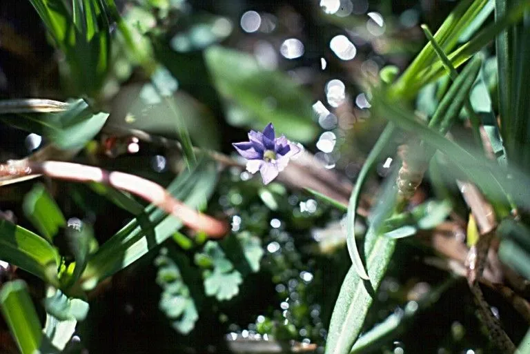 Pygmy gentian (Gentiana prostrata, N.J.von Jacquin, Collectanea 2: 66 (1789))