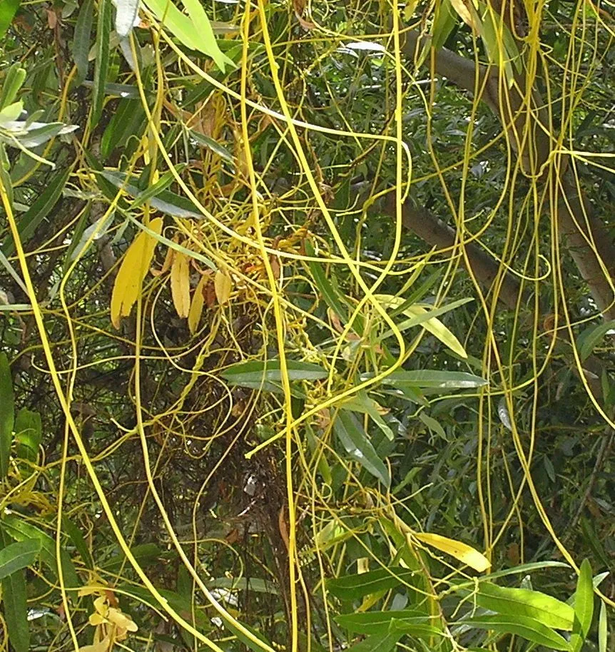 Japanese dodder (Cuscuta japonica, H. Zollinger, Syst. Verz. 2:134. 1854-1855)