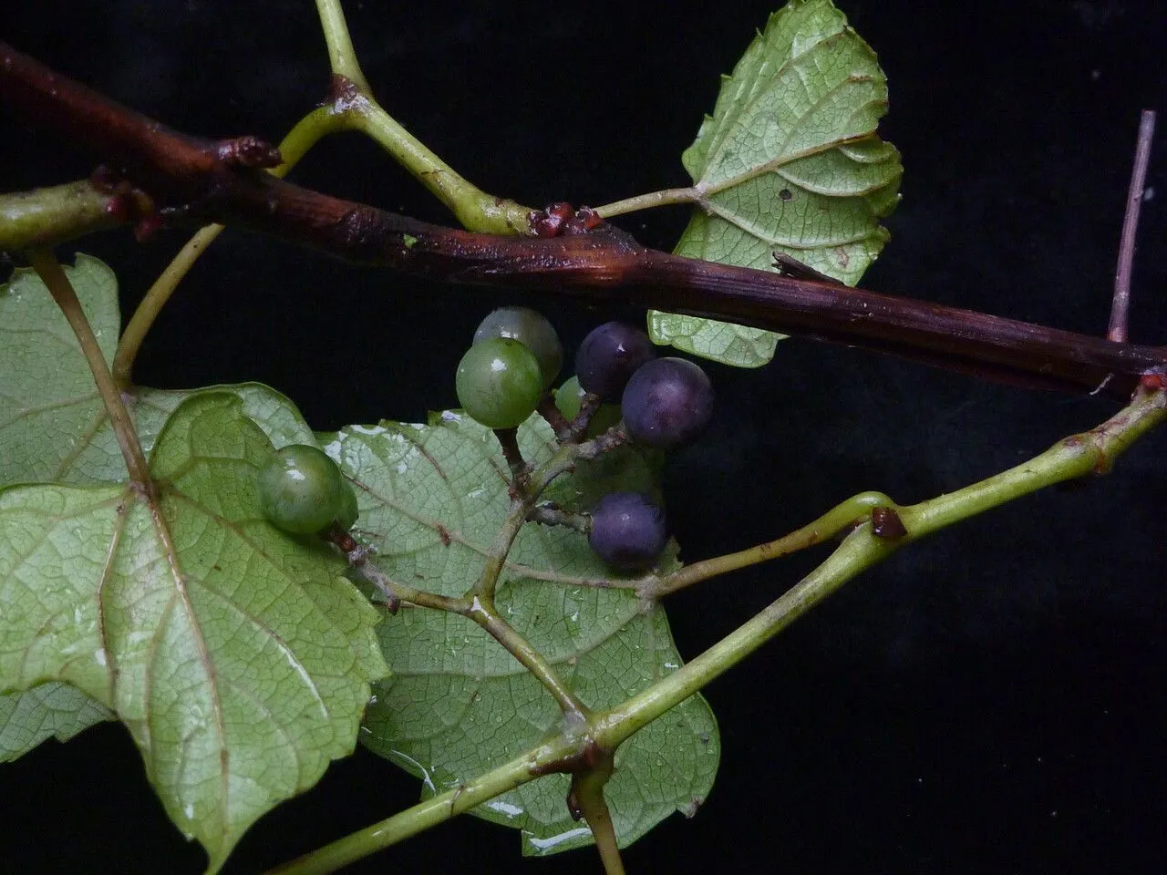 Creeping grape (Vitis flexuosa, Trans. Linn. Soc. 2: 332 (1794))