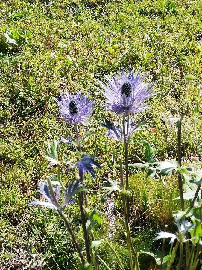 Alpen-mannstreu (Eryngium alpinum, Sp. Pl.: 233 (1753))