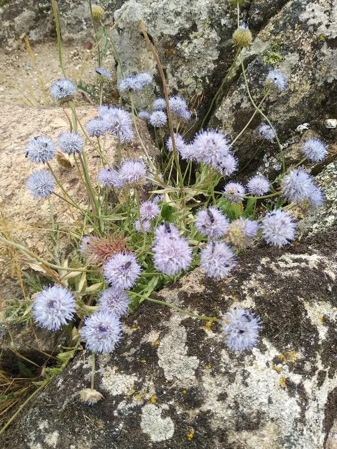 Sheepbit (Jasione montana, Sp. Pl.: 928 (1753))