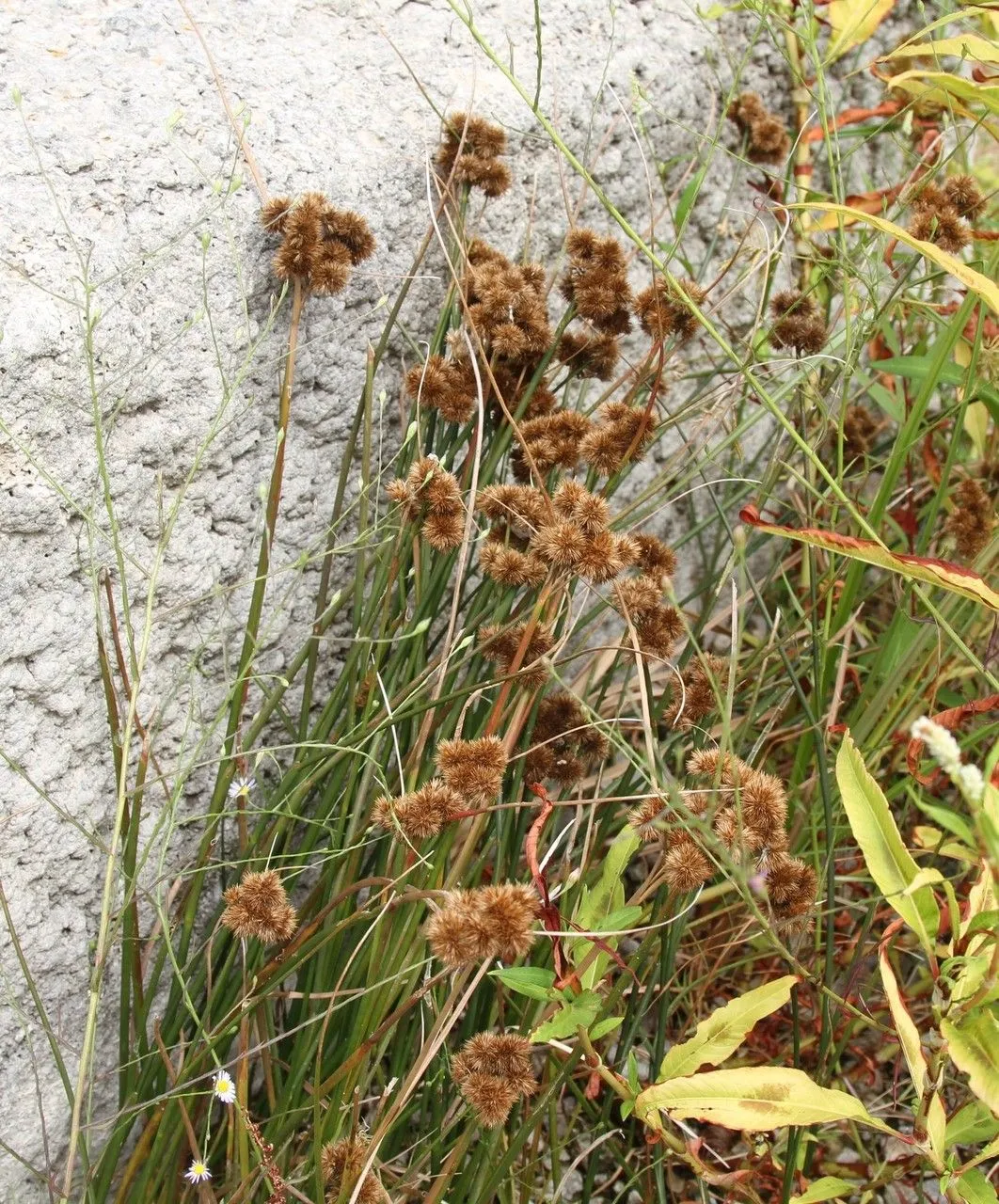 Torrey’s rush (Juncus torreyi, Bull. Torrey Bot. Club 22: 303 (1895))