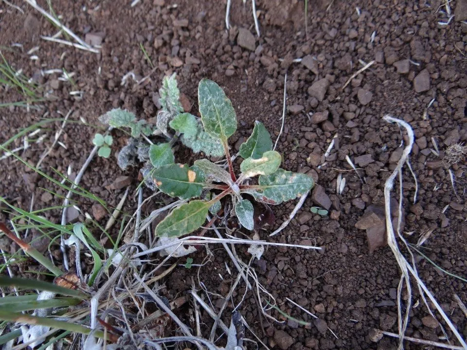 Naked buckwheat (Eriogonum nudum, Trans. Linn. Soc. London 17: 413 (1836))