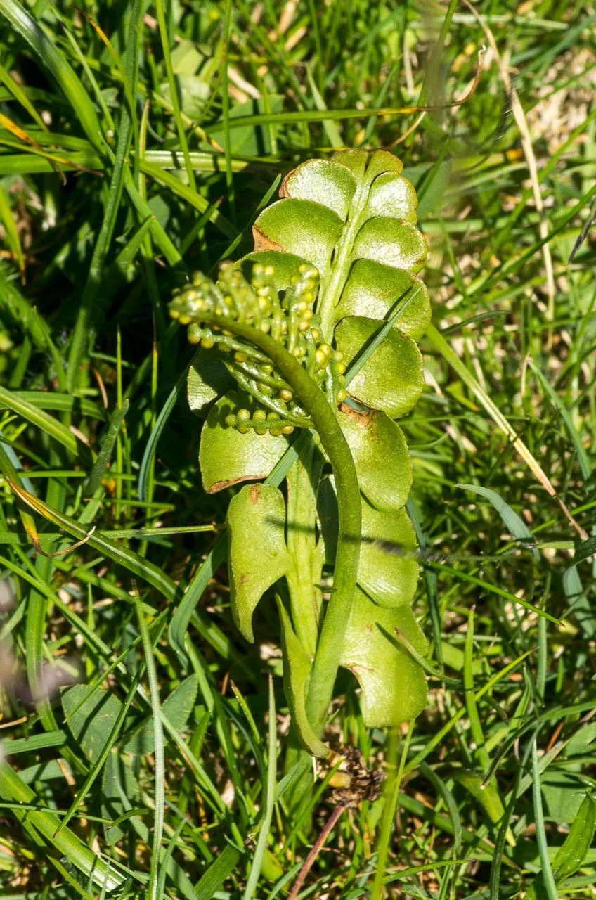 Common moonwort (Botrychium lunaria, J. Bot. (Schrader) 1800(2): 110 (1801))