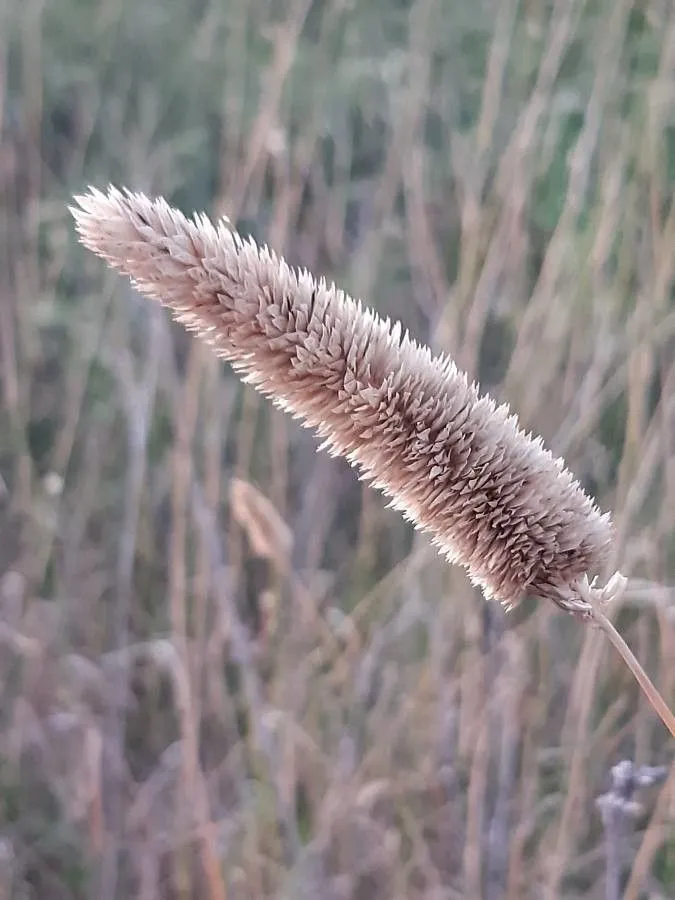 Australian phalaris (Phalaris aquatica, Cent. Pl. I: 4 (1755))